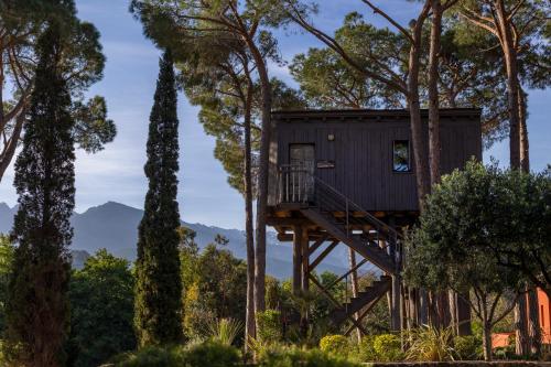 Tree House