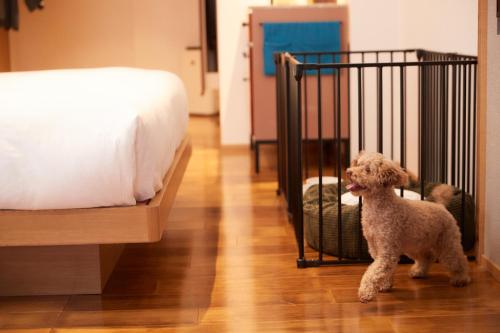Deluxe Corner King Room - Pet Friendly