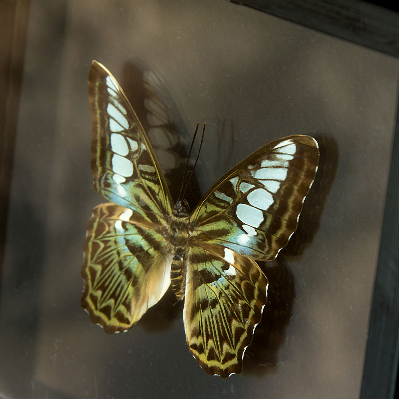 Reve de Papillon / Butterfly Dreams