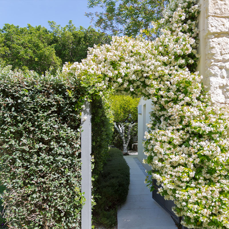 Garden Suite