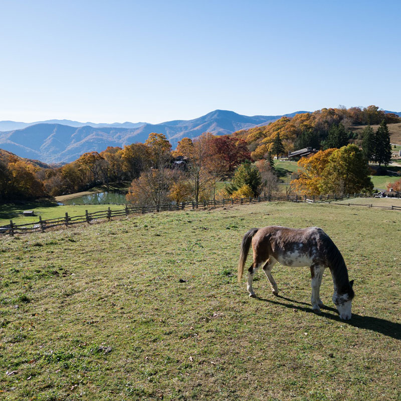 Buckskin