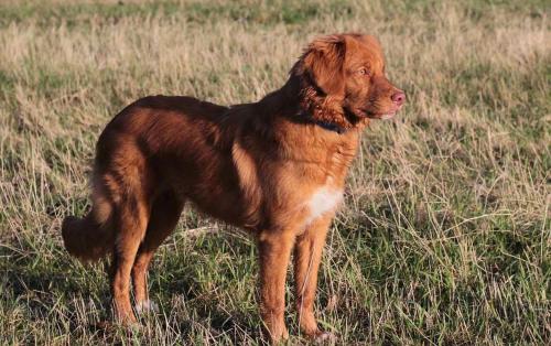 Herzstück- Hund nur bis 10kg möglich