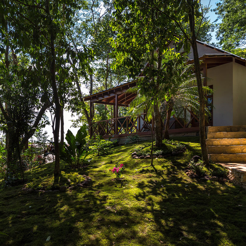 Rainforest Junior Suite 