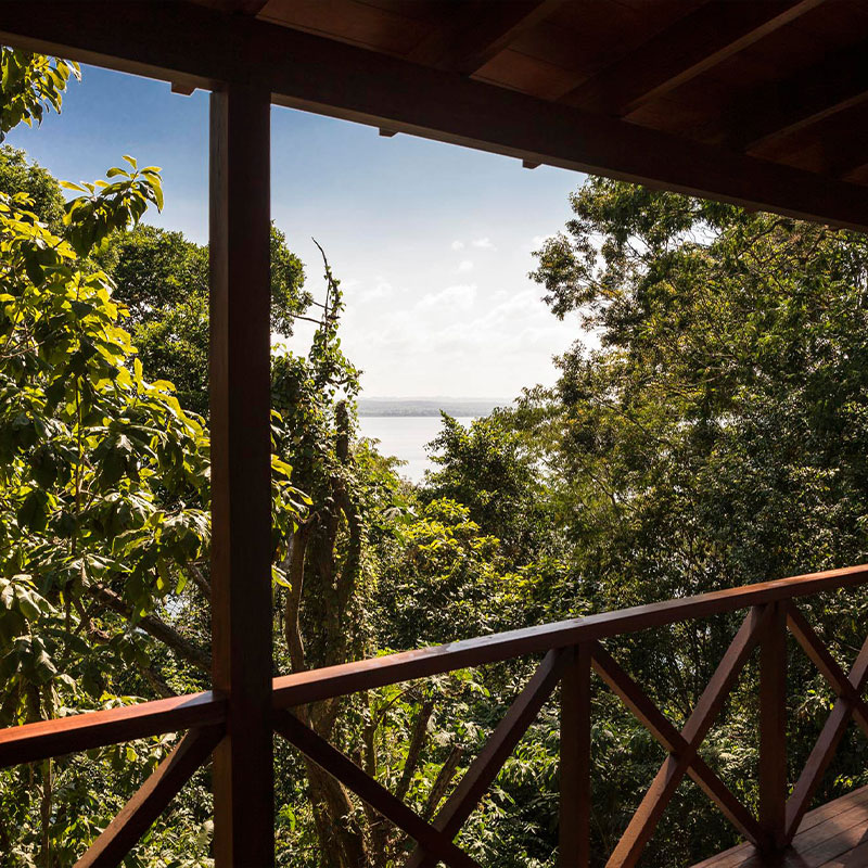 Rainforest Junior Suite 