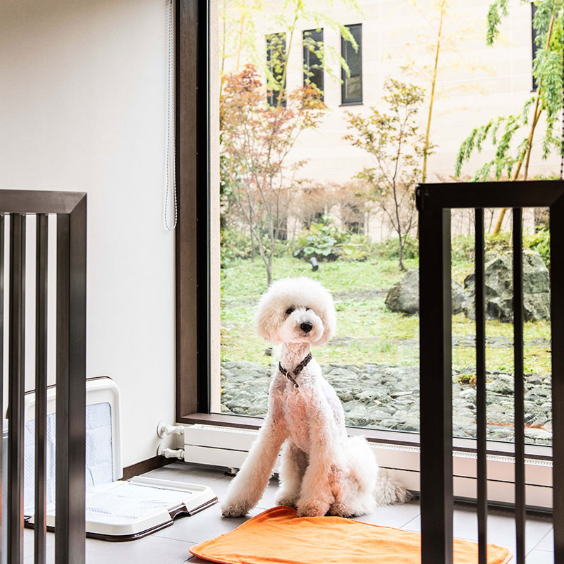 Deluxe Dog Friendly Room- 2 Twin Beds