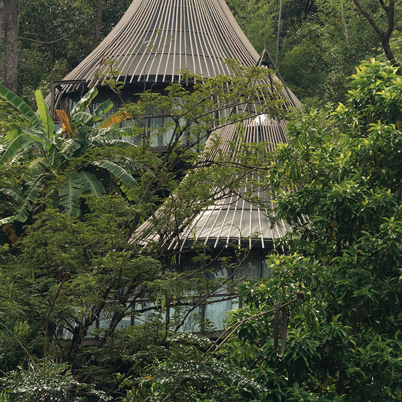 Tree Pool House 