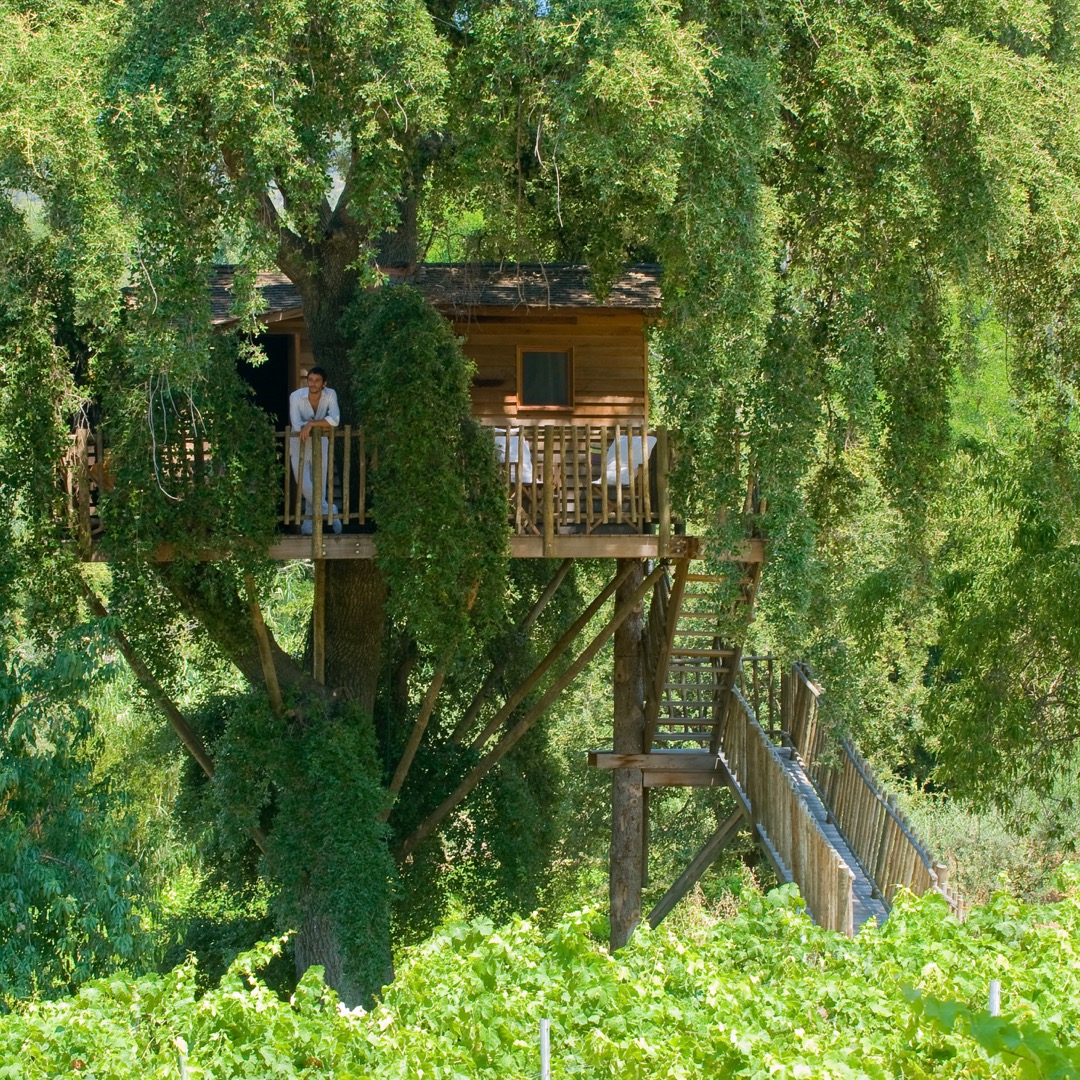 Squirrels TreeHouse