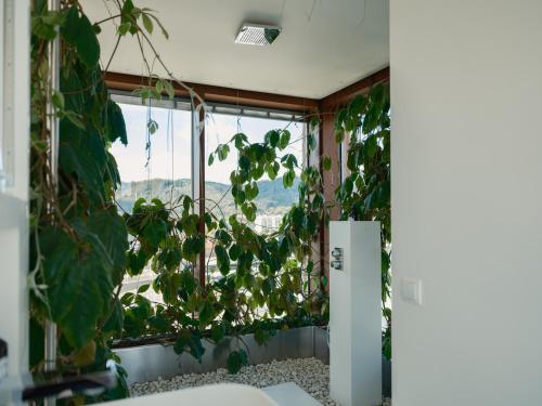 Loft Cube Suite