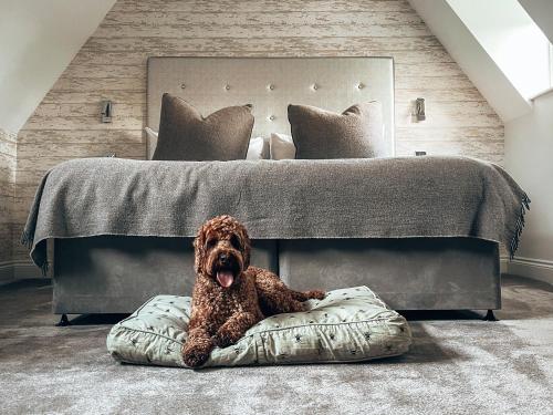 Splendid Suite