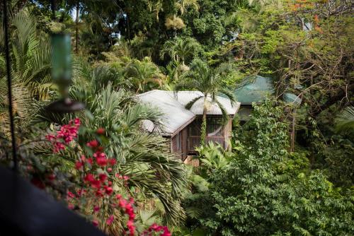 King Jungle Suite