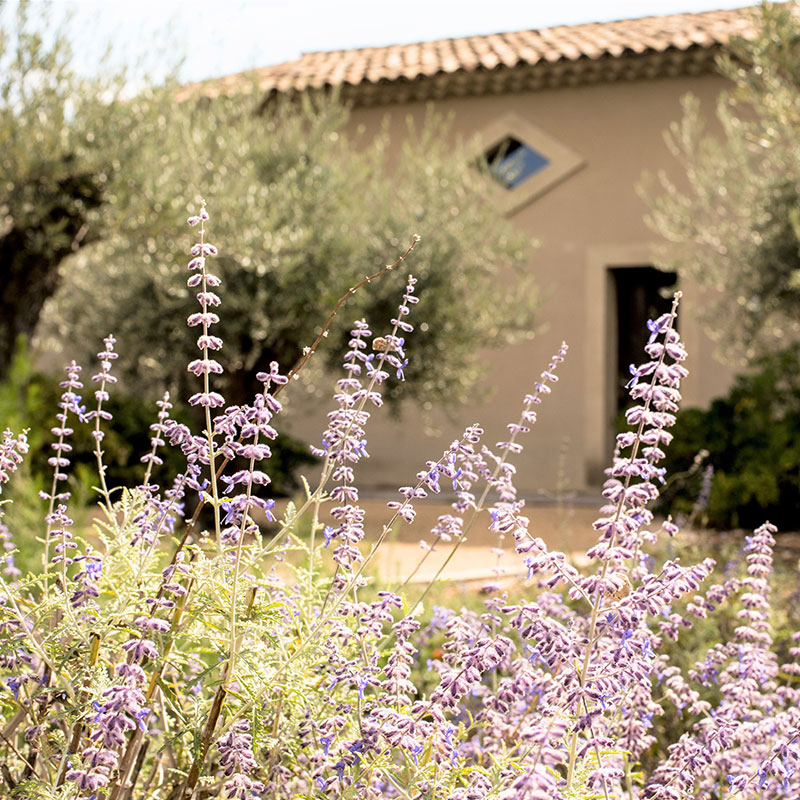 Les Olives Vertes