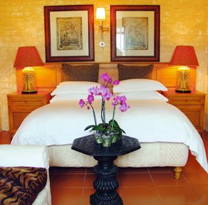 Safari Suite